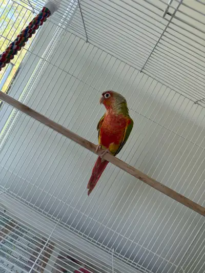 Green-Cheek Conure with Large Flight Cage & All Accessories, View more