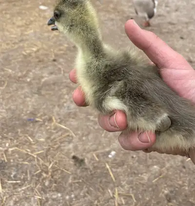 I have a few baby geese For Sale African cross looking for $25 each message for more info