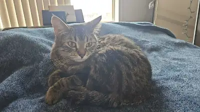 2 year old female cat to rehome, View more
