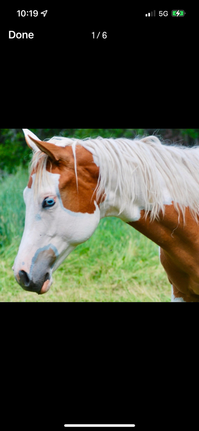 Horse for sale in Horses & Ponies for Rehoming in Calgary