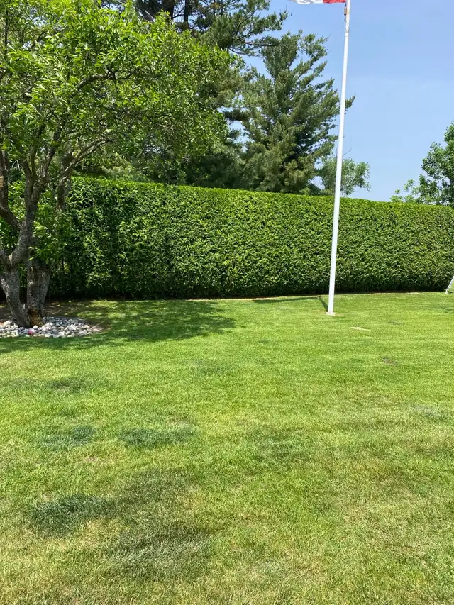 Cedar Hedges in Plants, Fertilizer & Soil in Ottawa - Image 7