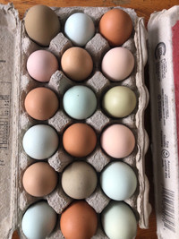 Rainbow Hatching eggs