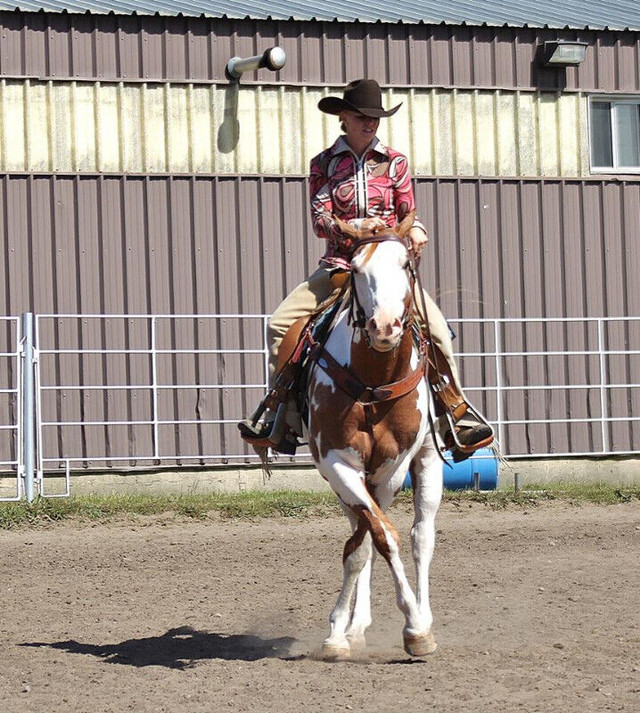 At stud: APHA/CPtHA Frame/DW20 stallion, Tristans Millenium in Horses & Ponies for Rehoming in Edmonton