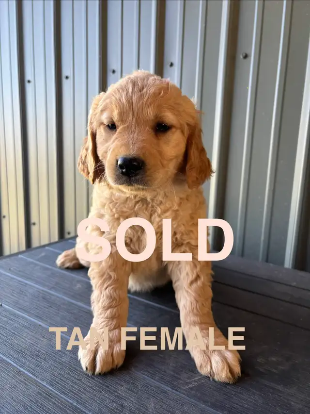 Golden retriever ALL SOLD in Dogs & Puppies for Rehoming in Edmonton - Image 5
