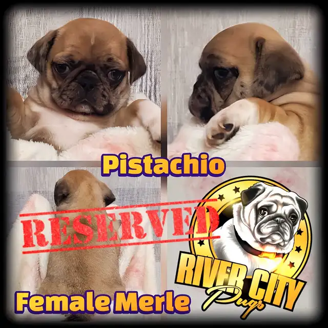 Panda Pug, Merle Pug & Koi Pug Puppies in Dogs & Puppies for Rehoming in Winnipeg - Image 4
