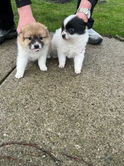 1 Female puppie for sale A cross between American Eskimo, a Chihuahua, and a Pomeranian this dog rea...