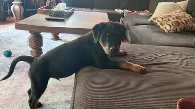 **Updated Saturday, June 14** ⸻ Rottweiler Pup Ready for Their Forever Homes! Strong, healthy, and l...