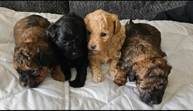 SHIHPOO PUPPIES    3 FEMALES LEFT in Dogs & Puppies for Rehoming in Barrie - Image 3