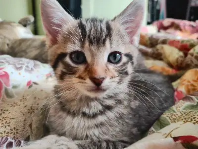 3 chatons mâles à vendre.De vrai petit amour. Nous avons trouvé leurs mère dans notre garage cet hiv...