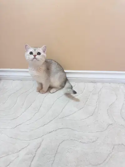 I have a silver shaded British shorthair cat. It is now 3 months old. It eats cat food and uses cat...