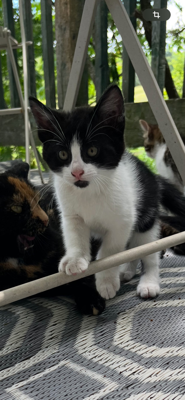 Petits chatons dans Chats et chatons à adopter  à Victoriaville