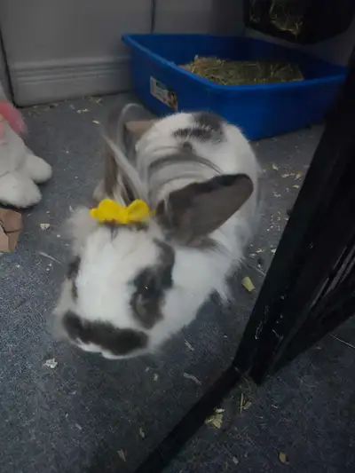 2 year old bunny, View more