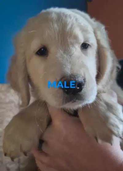 magnifiques bébés golden retriever, View more