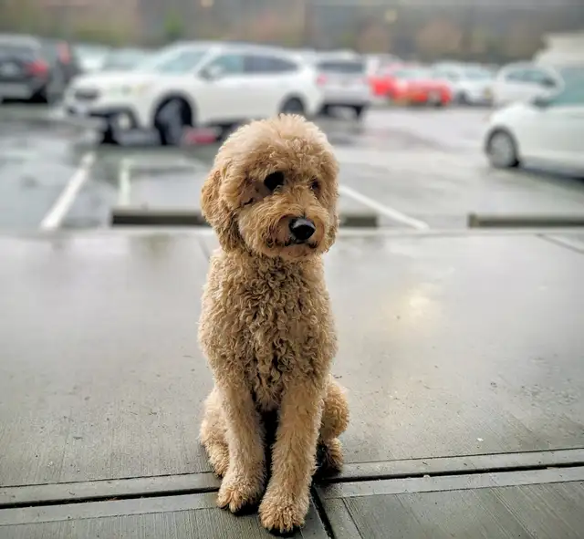 Goldendoodle puppies have arrived! in Dogs & Puppies for Rehoming in Vancouver - Image 8