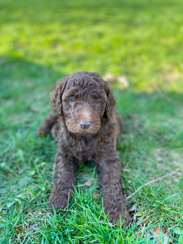 Chocolate F1b Goldendoodle Puppies in Dogs & Puppies for Rehoming in Sarnia - Image 3