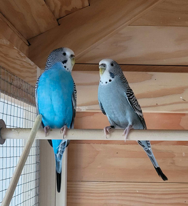 Budgie pairs for sale  in Birds for Rehoming in Winnipeg - Image 3