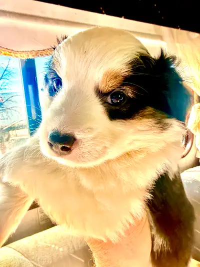 Australian Shepard Puppies, View more