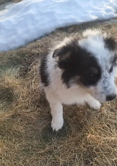 We have tri colour female bernese golden retriever they have been well socialized have learned some...