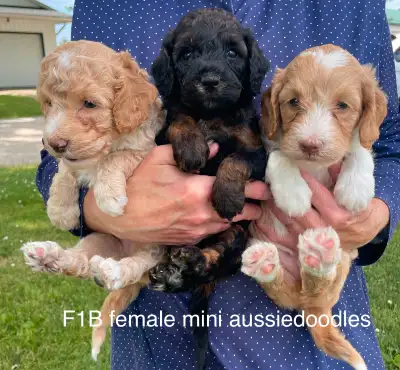 ❤️Adorable F1B aussiedoodles arriving. Cockapoos AVAILABLE, View more