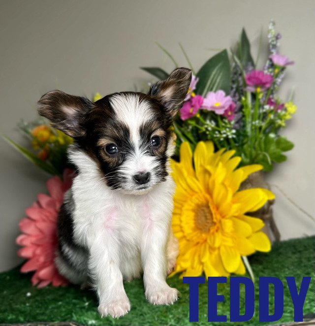 Perfect Papillon Pups - one left!!  in Dogs & Puppies for Rehoming in Moncton