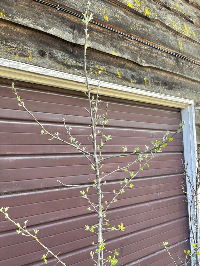 Okanagan Red Cherry Trees (Organic) in Plants, Fertilizer & Soil in Delta/Surrey/Langley - Image 4