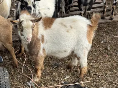 Pure breed Nigerian Dwarf bucks, View more