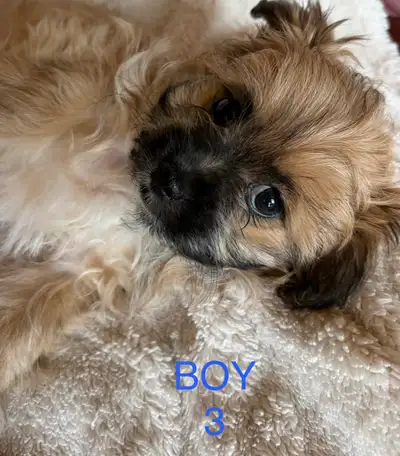 SHORKIE PUPS, View more