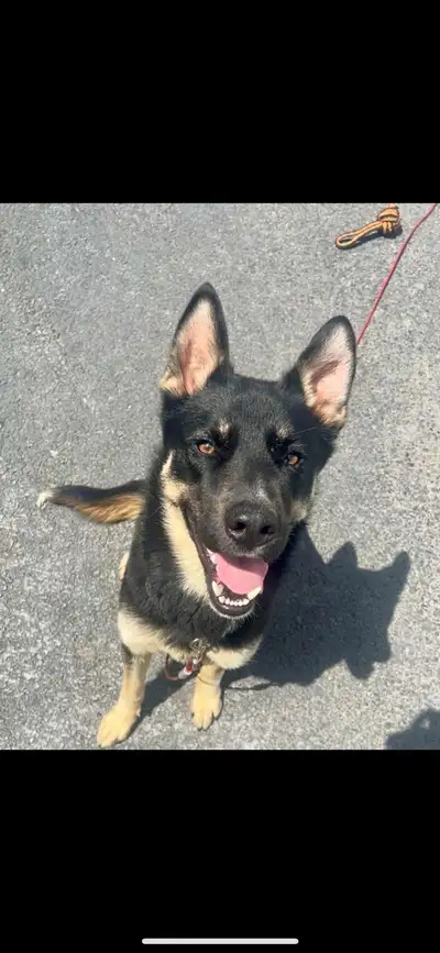 husky/german shepherd . He is not free, View more