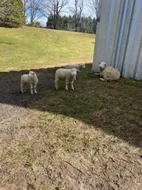 Lambs.   