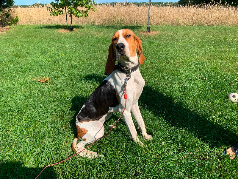 Blue tick Walker | Dogs & Puppies for Rehoming | Norfolk County | Kijiji