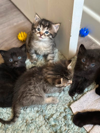 Kittens Available