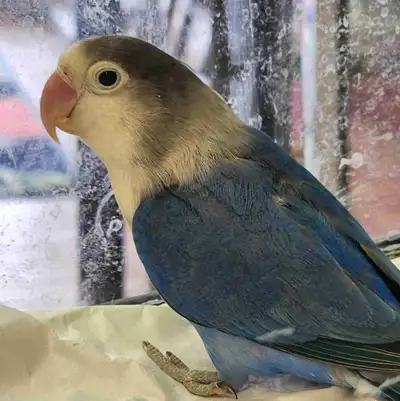 Fischer lovebirds at Tyrannosaurus pets , View more