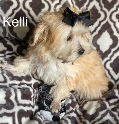 Havanese female pup (Kelli), View more