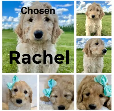 ALL PUPS HAVE HOMES !! I am located in Mayerthorpe Alberta we can FaceTime a meet and greet for your...