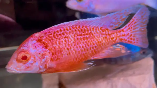 lots of new fish in stock African cichlids fish! in Fish for Rehoming in Mississauga / Peel Region - Image 10