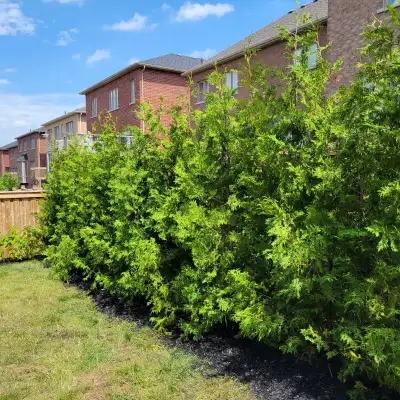 Fast Growing Natural Privacy! Eastern White Cedar Trees 3-12ft Perfect for privacy hedges! Pick up,...
