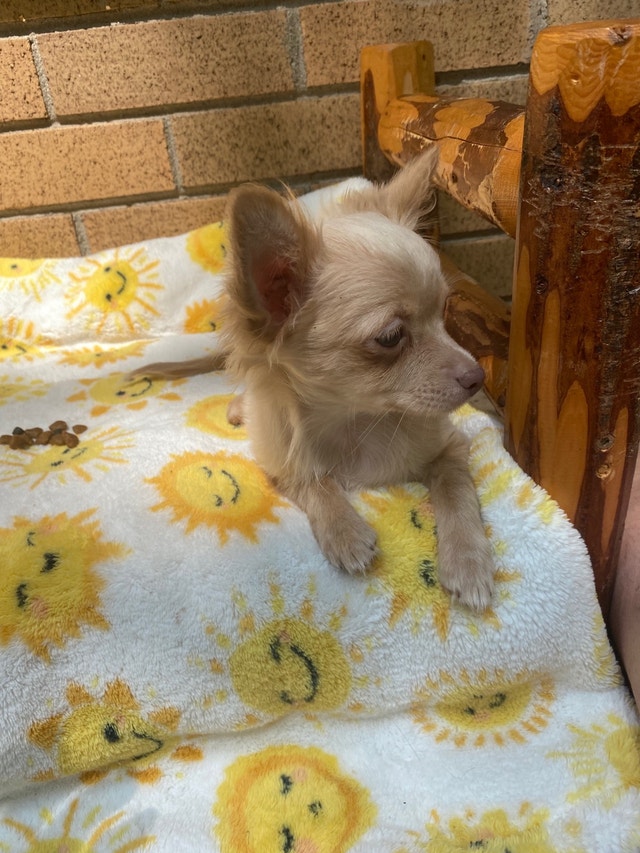 Lavender and white super small blue eye Chihuahua puppies 1000 Dogs & Puppies for Rehoming