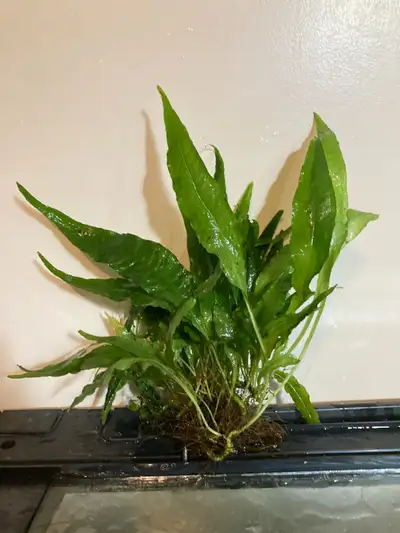 Java Fern for Aquarium, View more