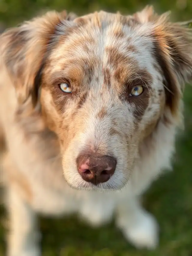 Purebred Australian Shepherd Puppies in Dogs & Puppies for Rehoming in St. Albert - Image 2