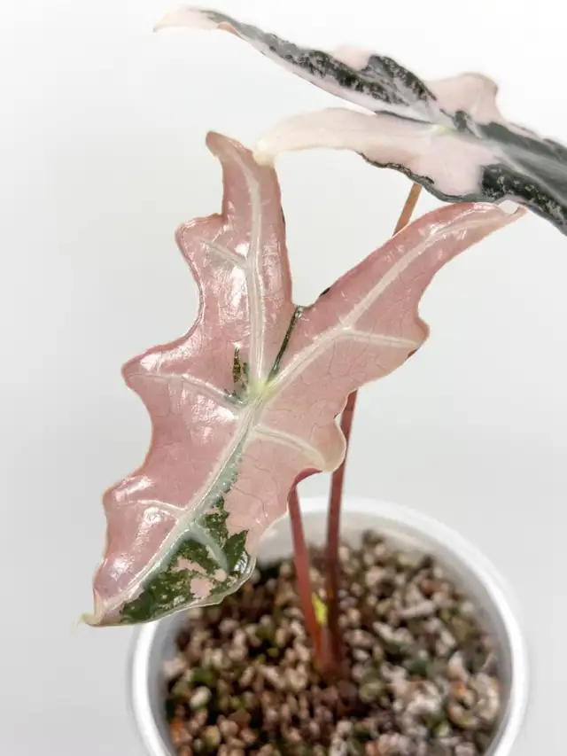 alocasia sanderiana/ nobilis in Plants, Fertilizer & Soil in City of Toronto - Image 3