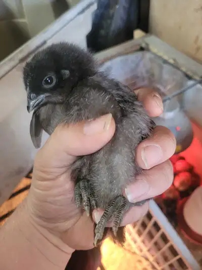 Ayam cemani chicks 2 weeks old 15$ each