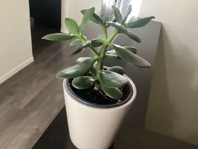6 inches high Jade plant for sale 7 dollars. Including ceramic pot.