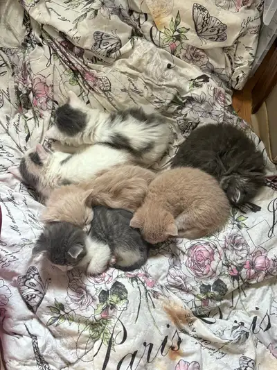 Kittenss, View more