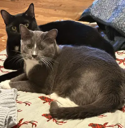 Two Male Cats for Rehoming , View more