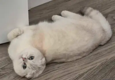 Scottish Fold Kitty -  Available, View more
