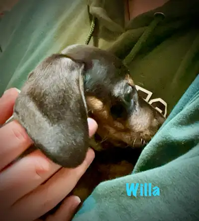 There is 1 pup still available: Willa - female I have 6 little uniquely colored miniature Dachshund...