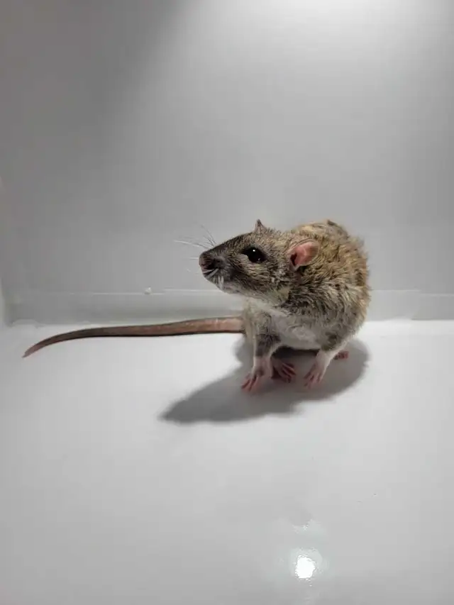RED RATTERY ADOPTIONS in Small Animals for Rehoming in Delta/Surrey/Langley - Image 7