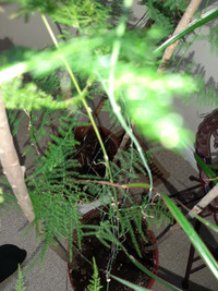 Asparagus fern plant