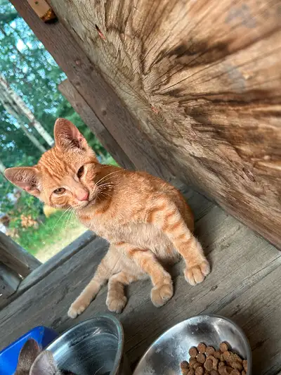 Free!! 2 kittens 13 Weeks old Both short haired Orange is male Brown is female Live on acreage so ki...