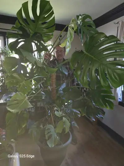 7 foot Monstera, View more